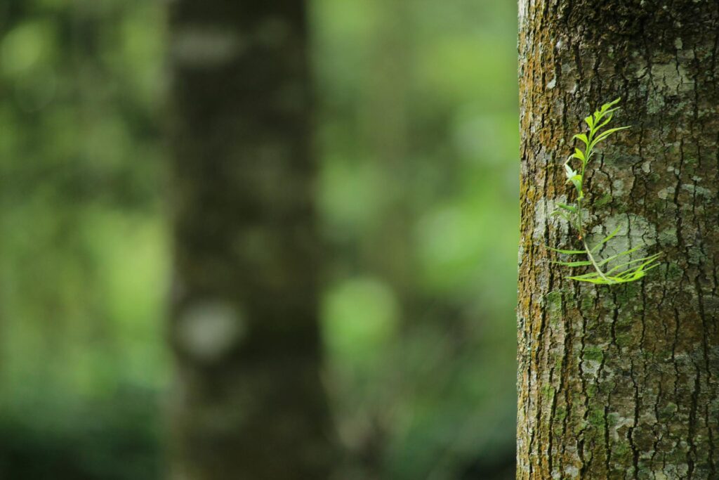 Close-up of mossy tree trunk in forest