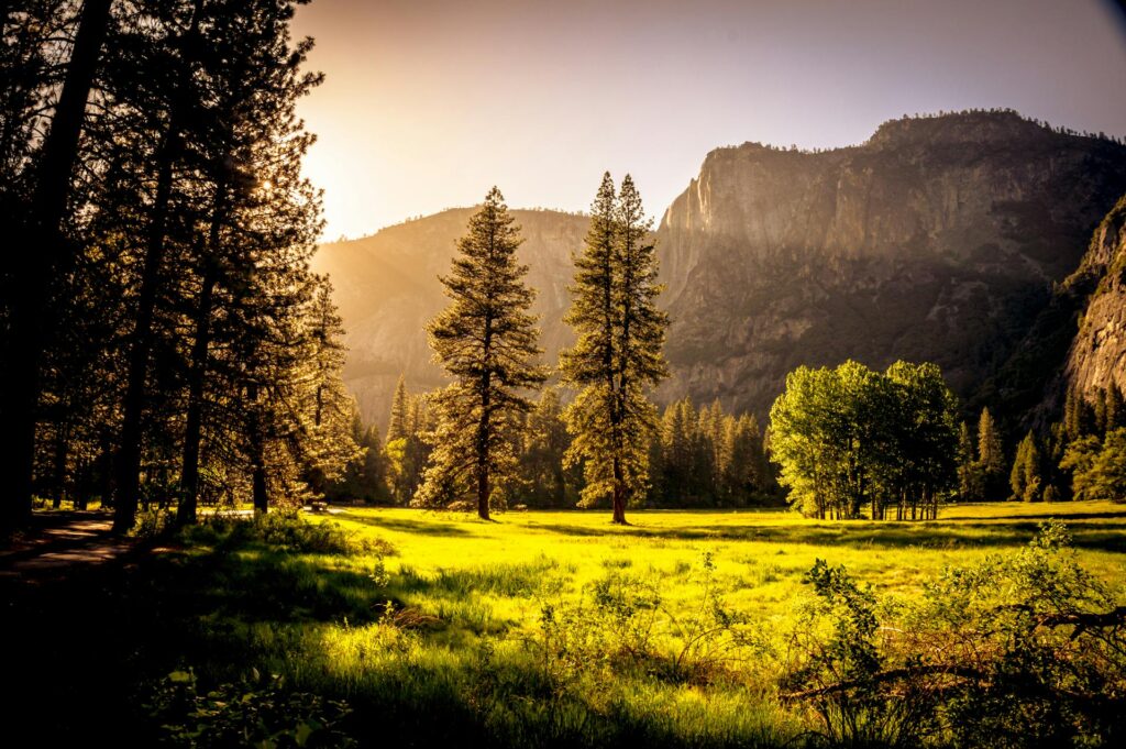 Sunlit meadow with forest and mountains